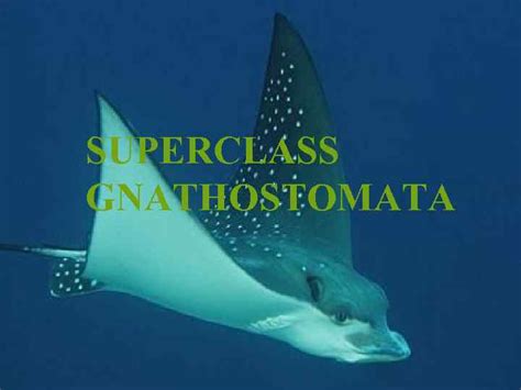 jawed fish|Gnathostomata .